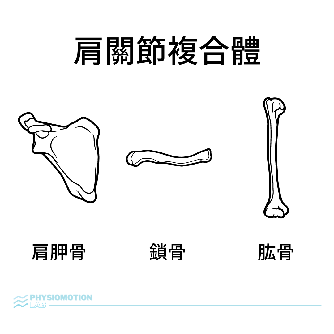 肩關節複合體