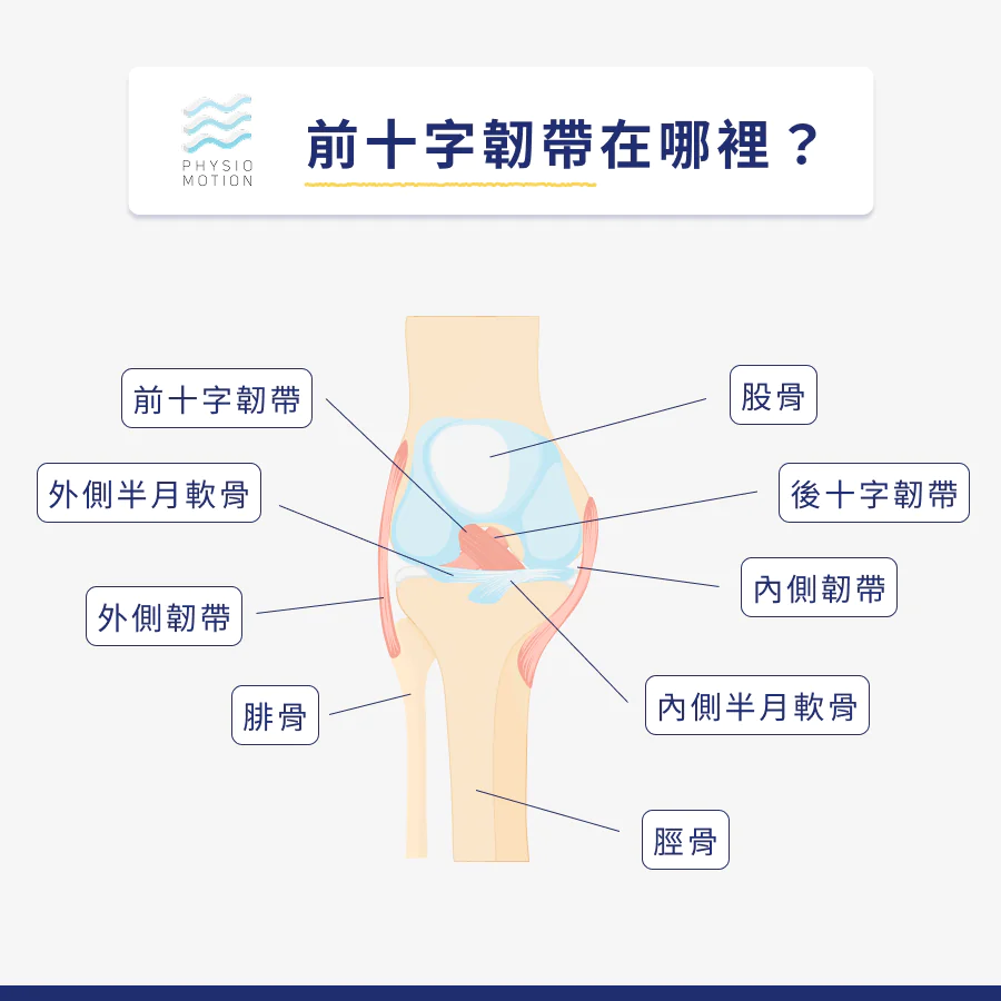 韌帶受傷多久才會好?韌帶拉傷、撕裂傷治療與飲食懶人包一次看 1 前十字韌帶在哪裡?